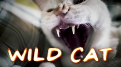 WILD CAT (feat. Mame Arai)