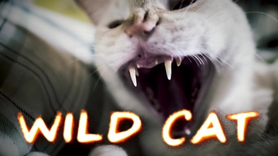 WILD CAT (feat. 新井まめ)のジャケット写真