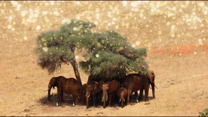 Christa 小惑星 By 藤田玲子 Rolisbrown Tunecore Japan