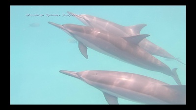 Hawaiian Spinner Dolphins-Dream of Atlantis Front Cover