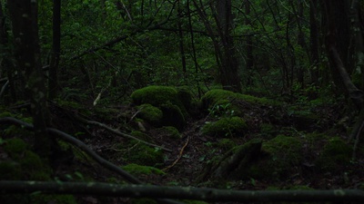 Forest Songのジャケット写真