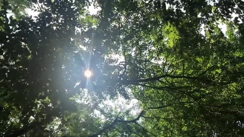 叶 By 藤田玲子 Tunecore Japan