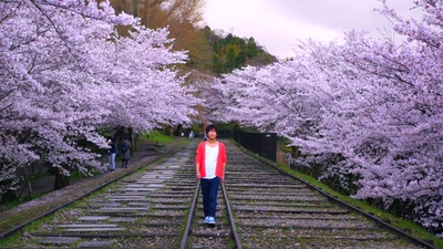 Cherry blossoms flying in the Kyoto Japan incline 2021 Front Cover