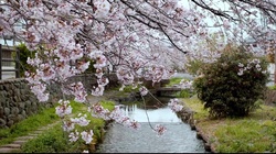 Sakura - The song of the Cherry Blossom -