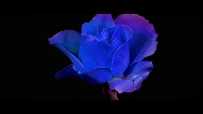 Blue Roseのジャケット写真