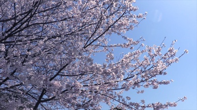 Cherry Blossomのジャケット写真