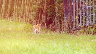 傘があるのジャケット写真