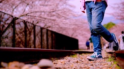 Walking with you -Sakura in Kyoto-