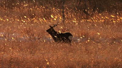 Deer of Hashirikotan -走古丹の鹿-のジャケット写真