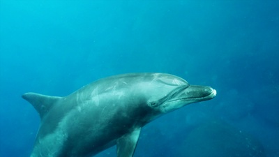 Soothing Dolphinsのジャケット写真