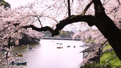 Cherry blossoms Chidorigafuchi Tokyo Japanのジャケット写真
