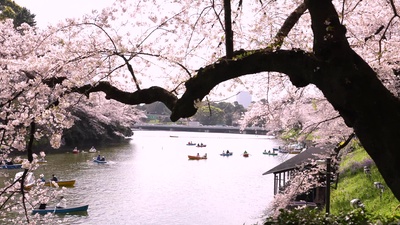 Cherry blossoms Chidorigafuchi Tokyo Japan Front Cover