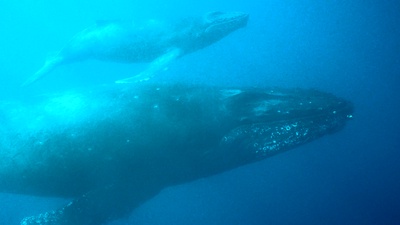 A Whale of Timeのジャケット写真