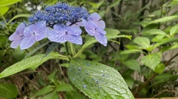 GIRL&HYDRANGEA