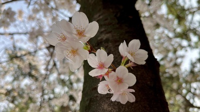 愛しき桜のジャケット写真