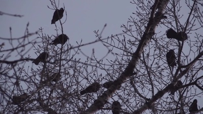 CROWのジャケット写真