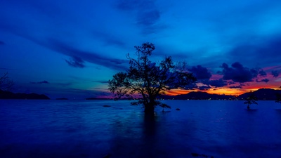 Canopusのジャケット写真