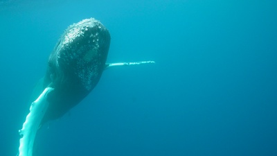 Humpback Whale's Echoのジャケット写真