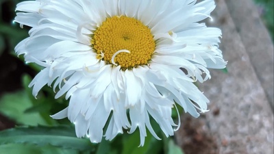 Blooming in the Starry Sky Front Cover