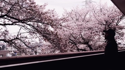 Ipponzakura Front Cover