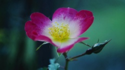 Sea breeze (feat. HARUA, Mew & CYBER DIVA)