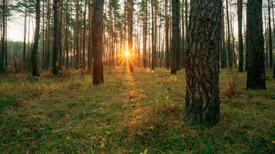 In the Morning Front Cover
