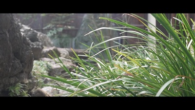 Relaxing Forest Morning A peaceful day with piano Front Cover