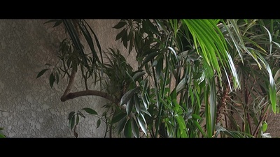 Forest Breeze Morning Music of healing and hope Front Cover