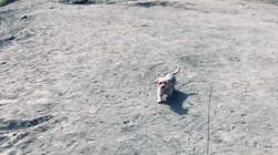 Trip with maitake mushrooms