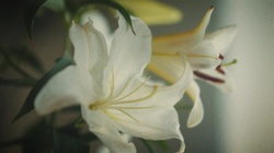 Celebrate (feat. MIKADO & Tete)