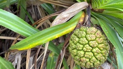 My family went to Okinawa during spring break