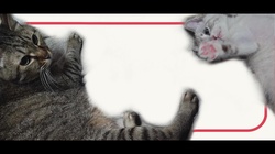 Daily life with cats (chorus on)