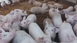 My Farm Life With Pig