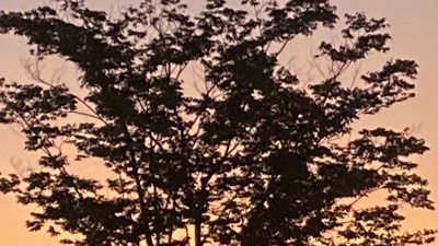 Compassion (feat. Jack Pintian) Front Cover