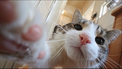 Nikukyu Daikangei Front Cover