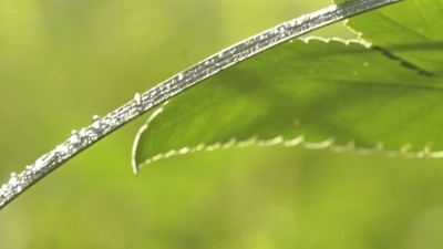 koenoiro Front Cover