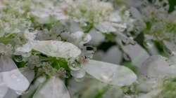 Orlaya soaked in the rain