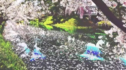 Cherry Blossoms Flowing (feat. Kazehiki)