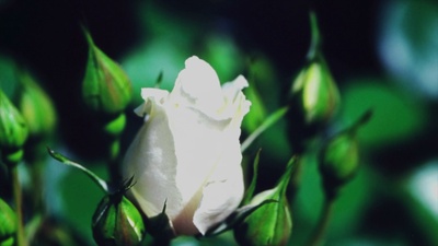 LA LA LA (feat. Mew & CYBER DIVA) [ENGLISH VERSION]のジャケット写真