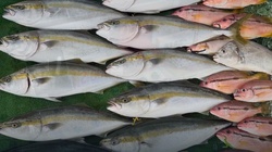 AWAJI WEST COAST FISH SONG
